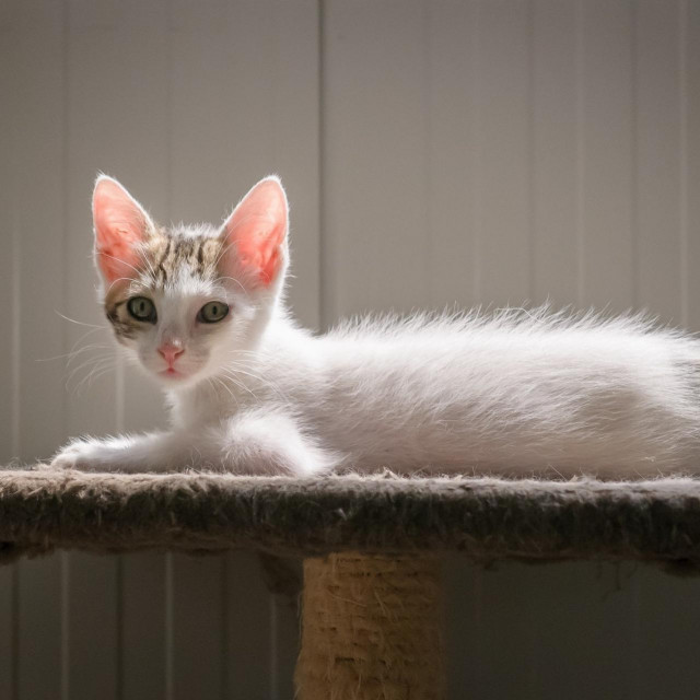 Jedna od mačaka u azilu
 