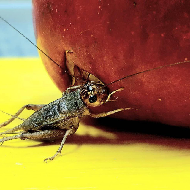 Cvrčak Tomica odustaje od guranja jabuke