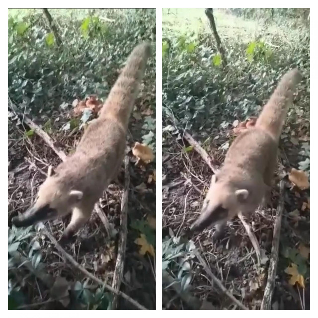 Nosati rakun
Facebook printscreen