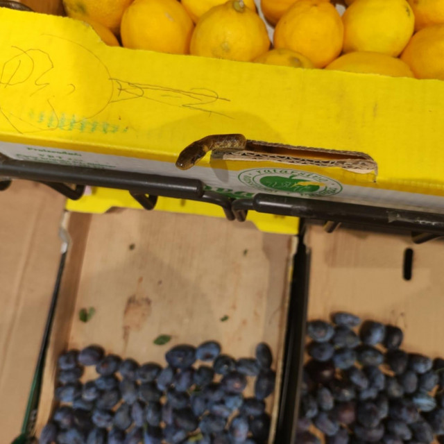 Zmija u trgovini u Španskom