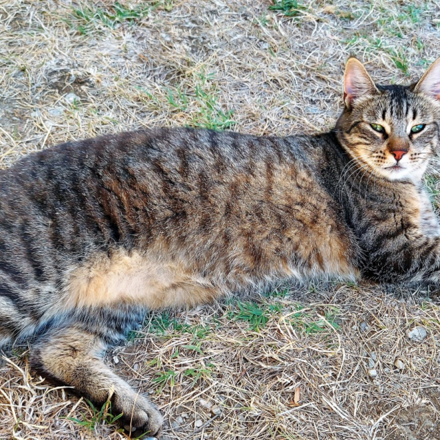 Mačka nestala u Velikoj Gorici
