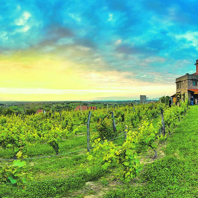 Pogled s Daruvarske vinske ceste na Vezmarovu kulu