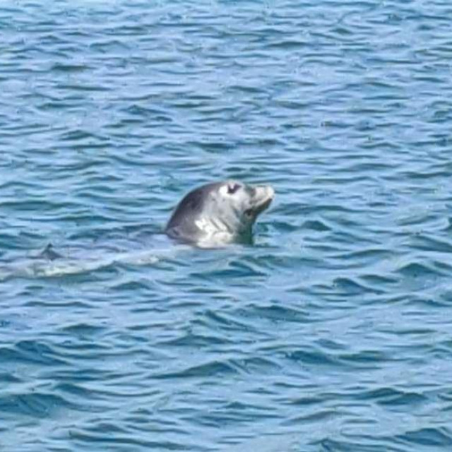 Sredozemna medvjedica na predjelu Danče u blizini stare gradske jezgre Grada Dubrovnika