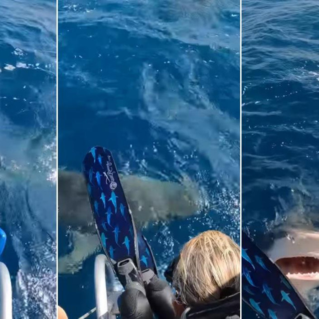 Ocean Ramsey imala je bliski susret s morskim psom tigrom