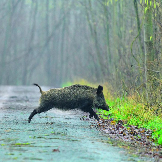 Divlje životinje na cesti