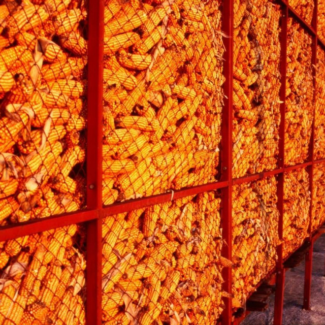 Ilustracija, kukuruz