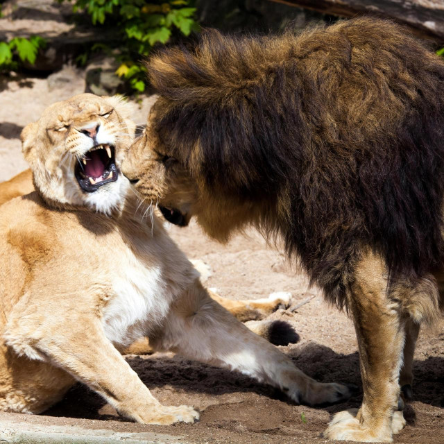 Lavovi u zoološkom vrtu, ilustracija