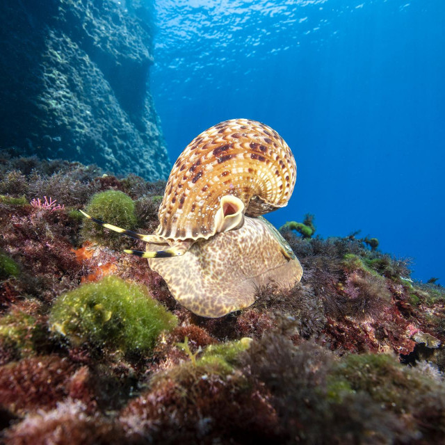 Tritonova truba jedan je od najvećih puževa u Jadranu i može narasti do 45 cm. Vrlo rijedak i time je zaštićena vrsta. Snimljen je na lokaciji Gnjilina kod Komiže na otoku Visu