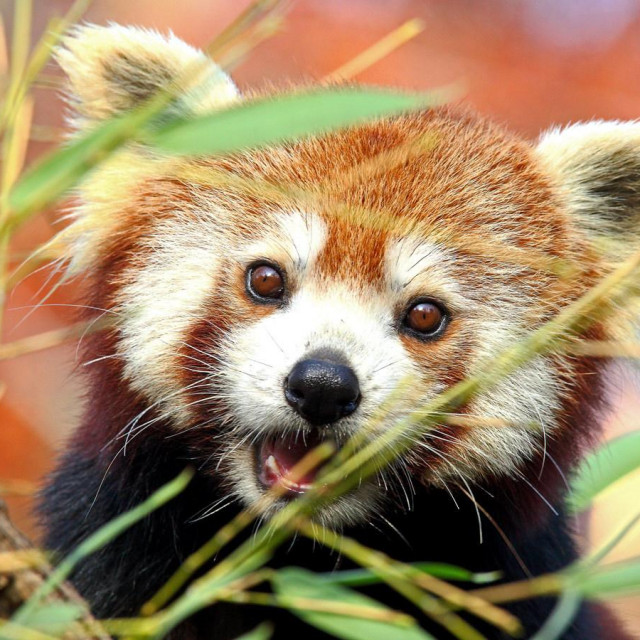 Crvena panda