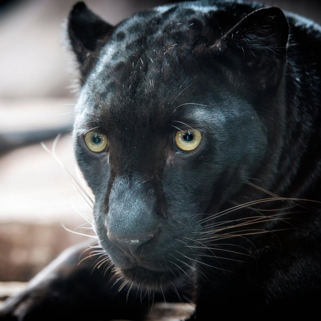 Ilustrativna fotografija crne pantere