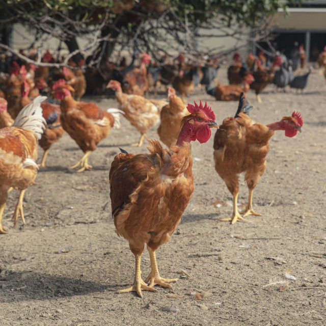 Ilustrativna fotografija