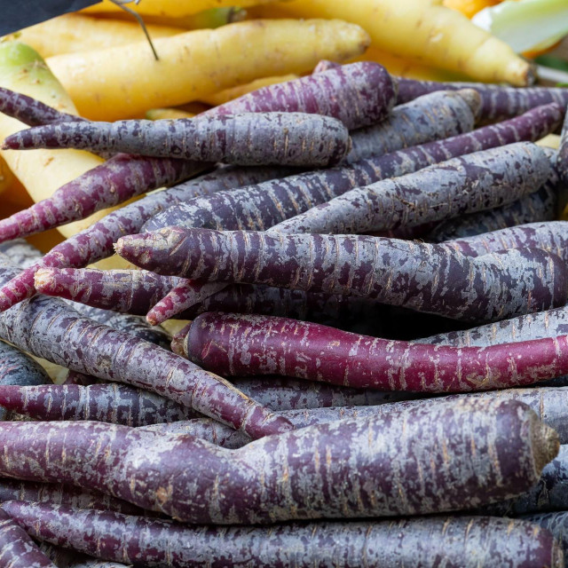 Prije 17. stoljeća sve mrkve u Europi  bile ljubičaste, a narančaste kakve danas poznajemo uzgojene su od strane Nizozemaca