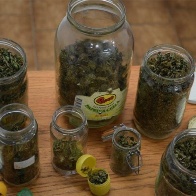 zapljenjena marihuana1