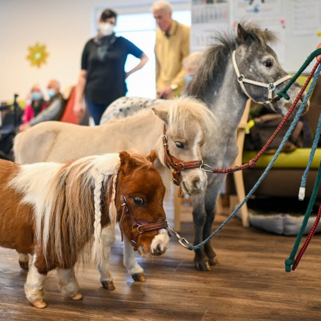Plumcukel s pripadnicima svoje vrste - on je najbliže kameri

 

 