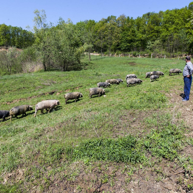 Dragan Ojdanić uzgaja slavonske crne svinje
 