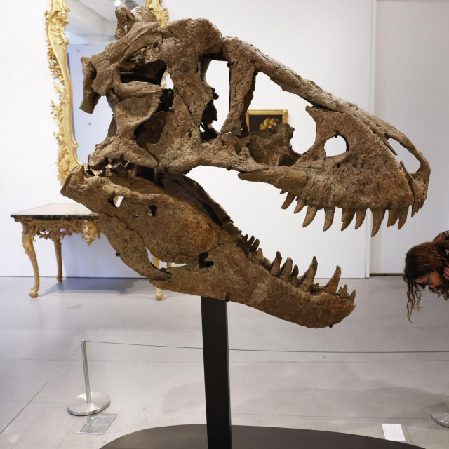 Lubanja dinosaura Maximusa izložena je u New Yorku uoči aukcije