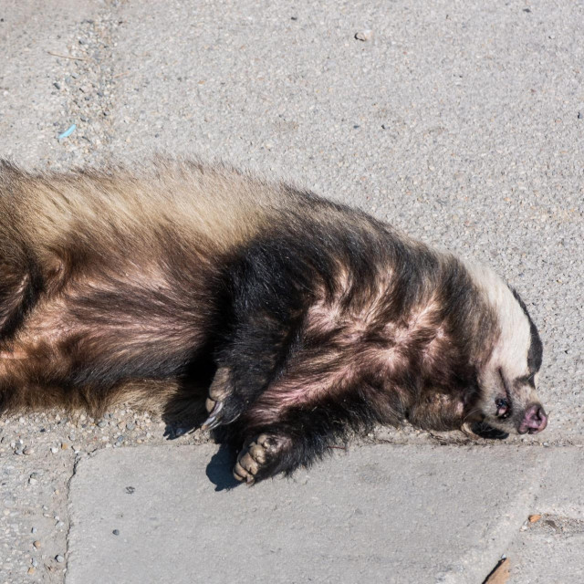 Jazavac; ilustracija