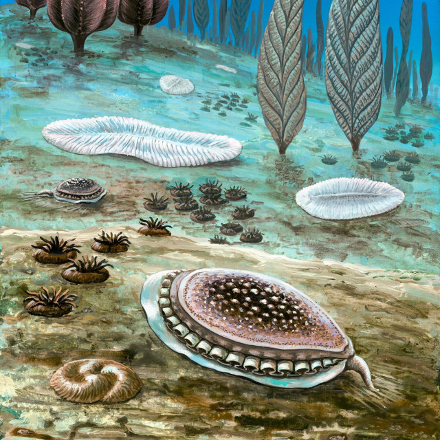 Kimberella; ilustracija