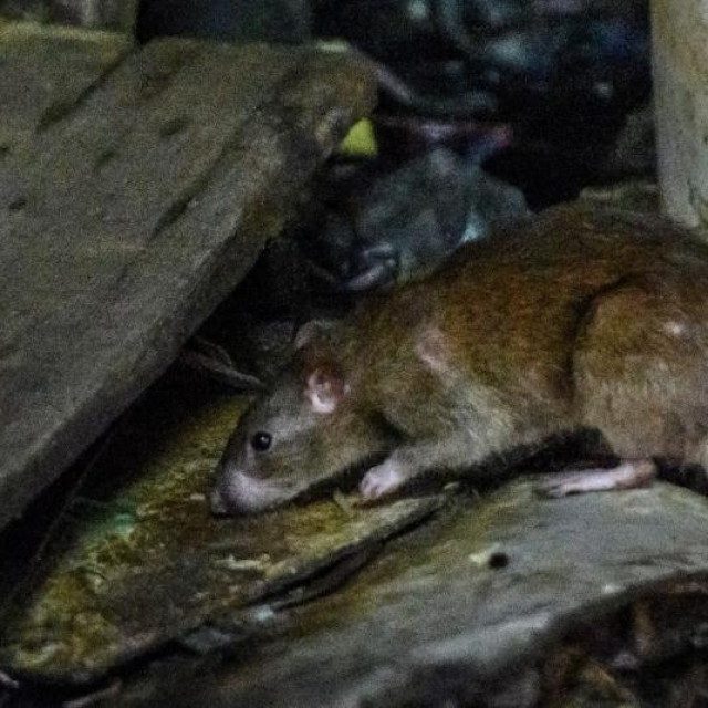 Godine 2017. policija u indijskoj saveznoj državi Bihar okrivila je štakore za konzumiranje više tisuća litara zaplijenjenog alkohola