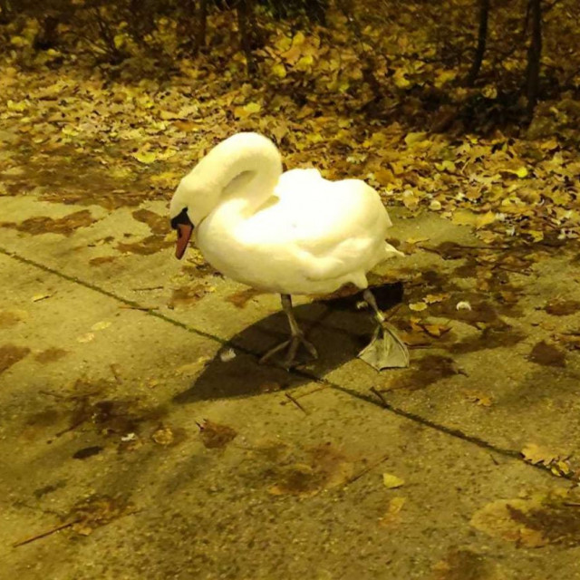 Spašavanje labuda u Zagrebu