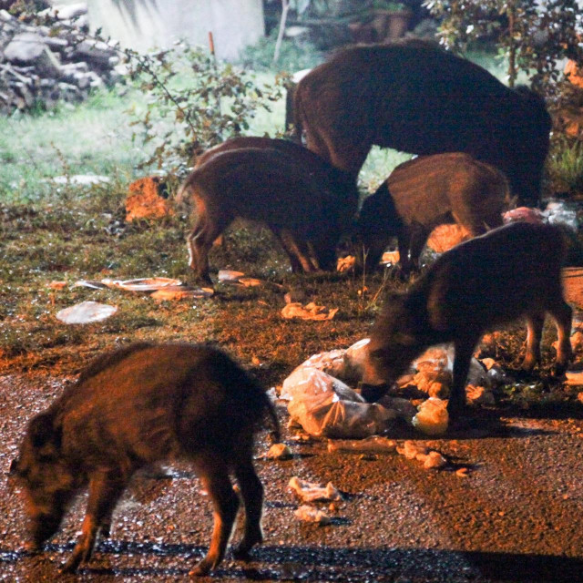 Divlje svinje približavaju se urbanim sredinama u potrazi za hranom