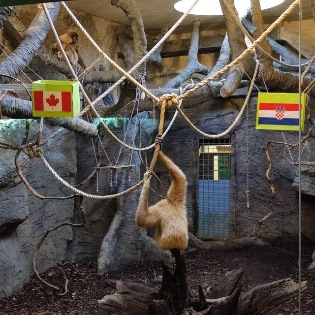 Giboni u zagrebačkom ZOO vrtu
