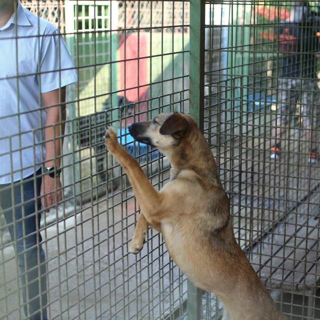 Prizor iz osječkog azila