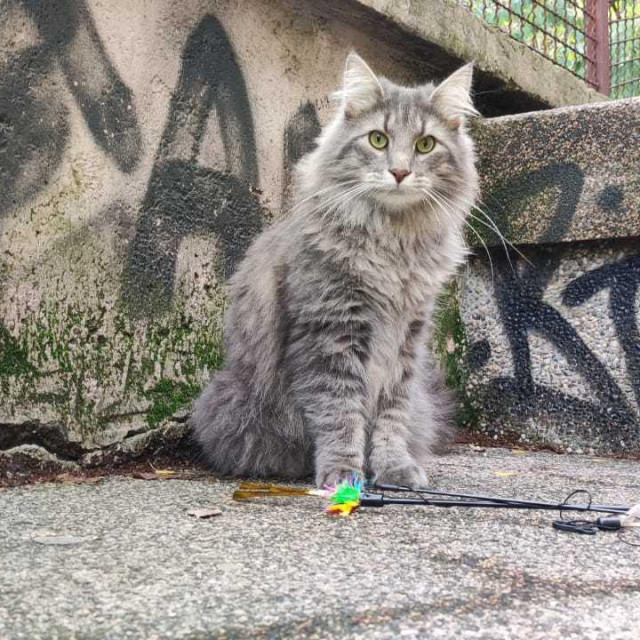 Mačka Aleksa nedavno su, nakon poziva Dumovca, spašavali vatrogasci