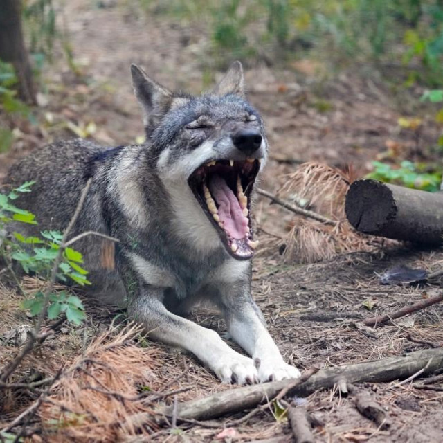 Ilustrativna fotografija vuka