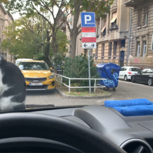 Mačke na automobilu