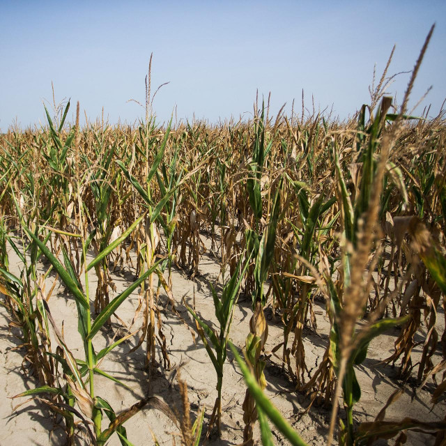 Kukurizište/ilustracija