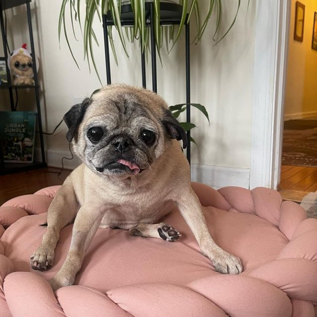 Noodle the Pug