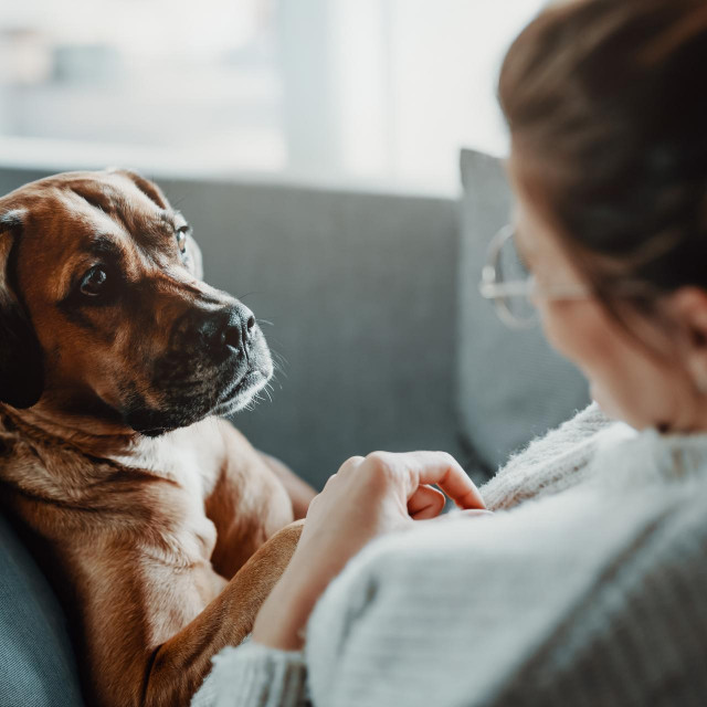 Woman cuddles, plays with her dog at home because of the corona virus pandemic covid-19