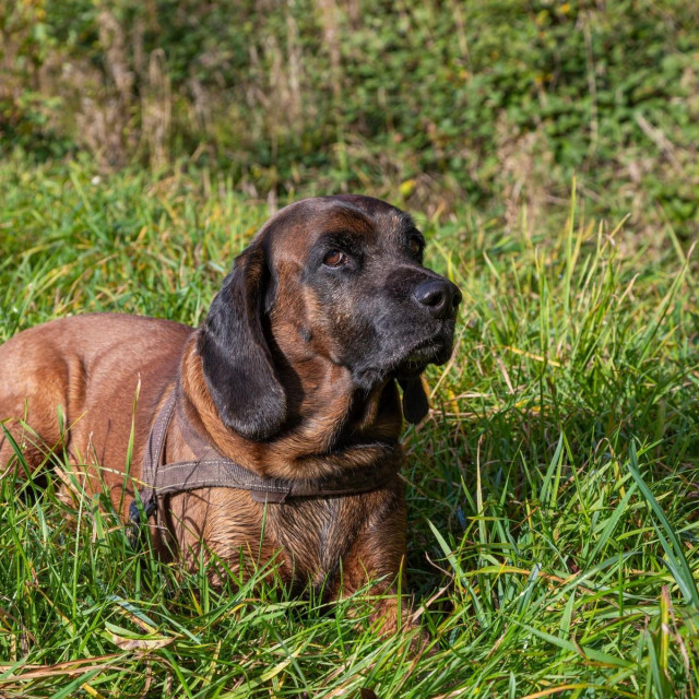 Ilustrativna fotografija