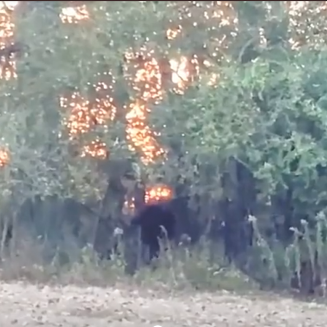 Čudna životinja u šumi