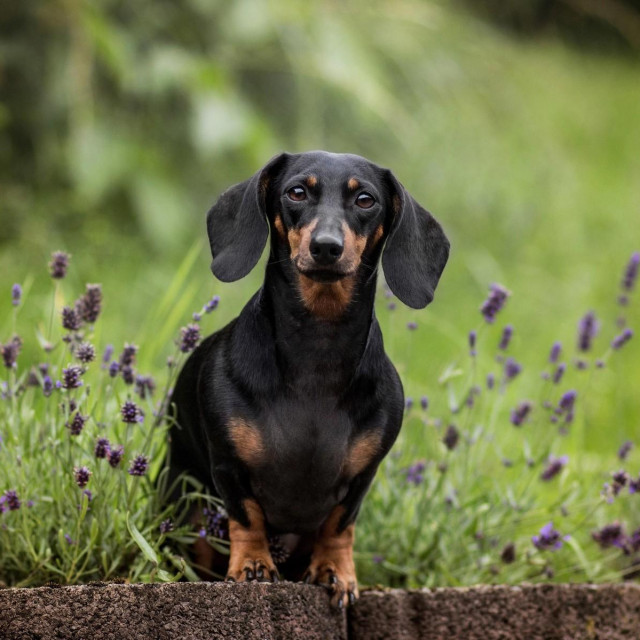 Ilustrativna fotografija jazavčara