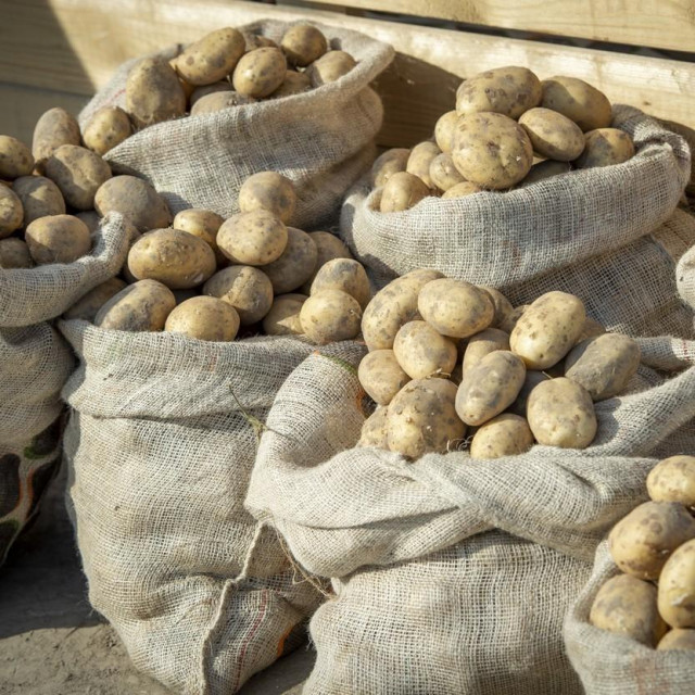 Krumpir, ilustracija