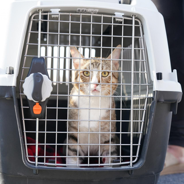 Dave prije odlaska Al Wakraha