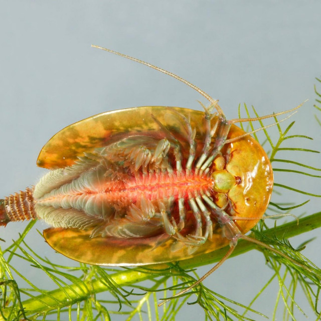 Triops cancriformis
