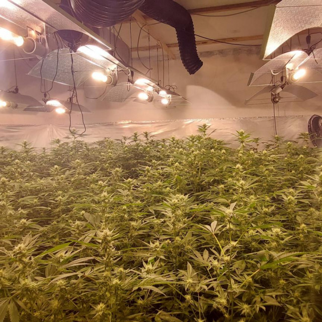 Zaplijenjena marihuana