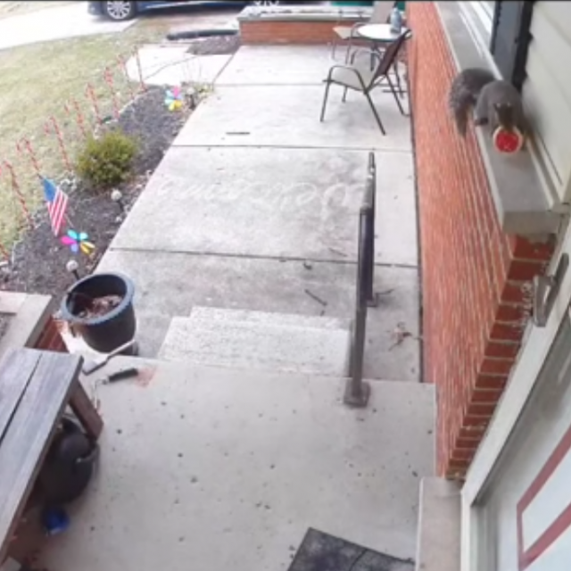 Vjeverica ostavlja keksić