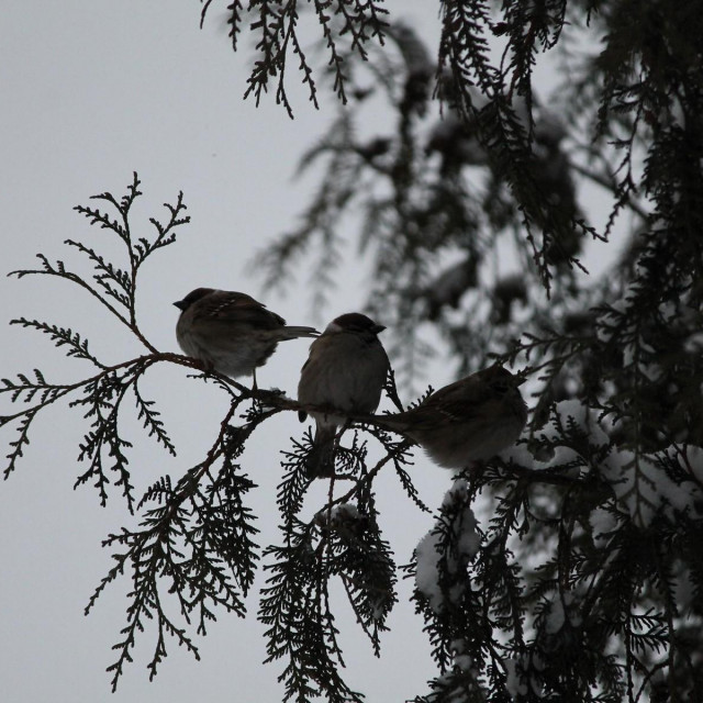 Brojne ptice umiru od šoka zbog vatrometa