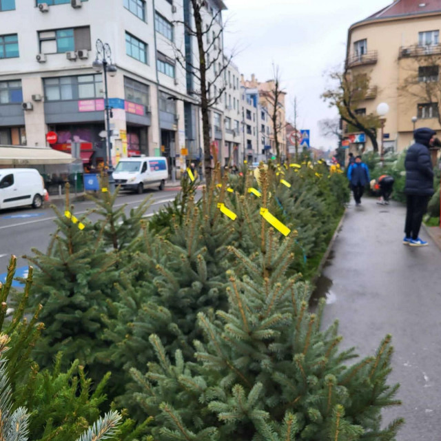 Borovi Hrvatskih šuma na prodajnom mjestu udruge

 