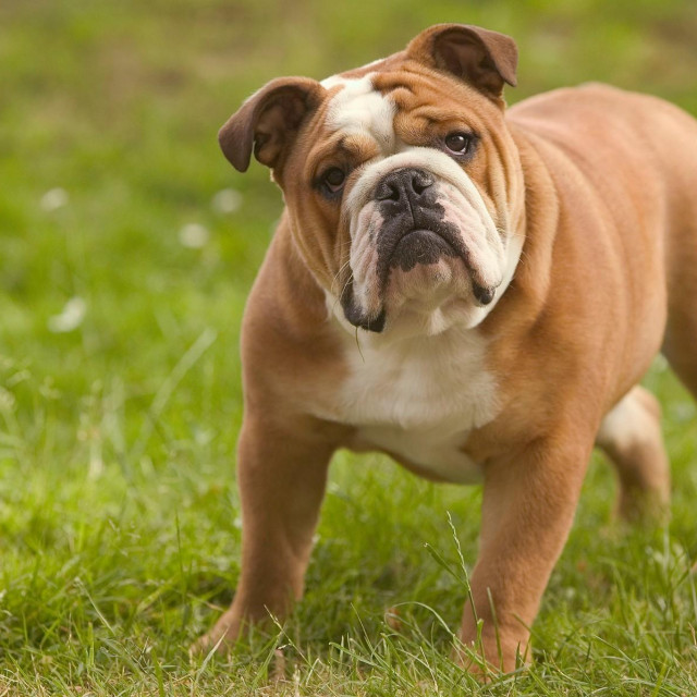 Engleski buldog