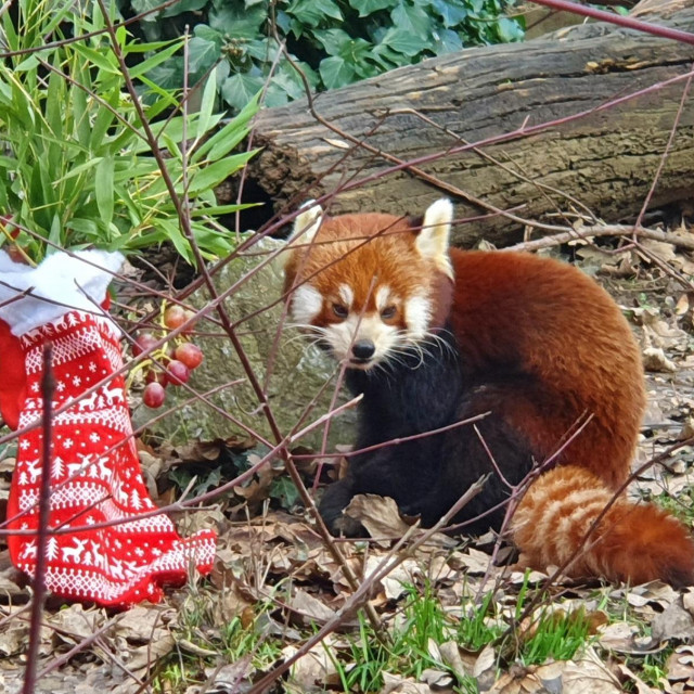 Crvena panda