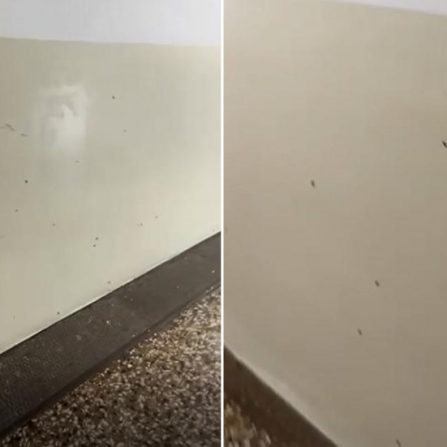 Žohari u Klasničnoj