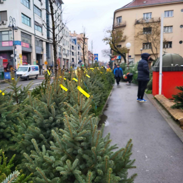 Borovi Hrvatskih šuma, Prodajno mjesto P.I.N.K. Lifea