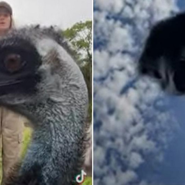 Emu Emmanuel