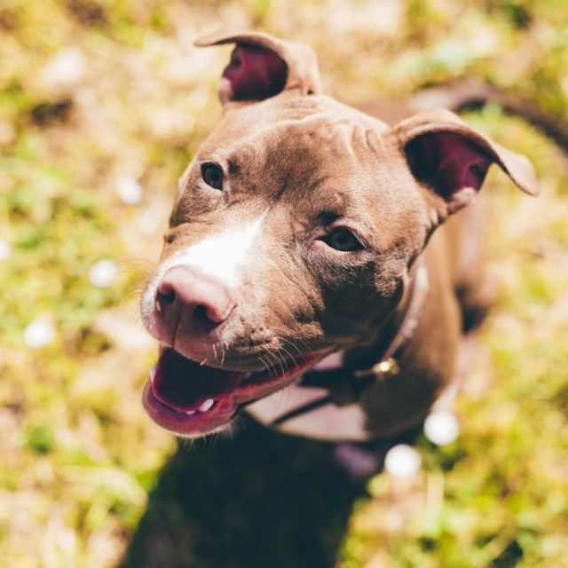 Pit bull