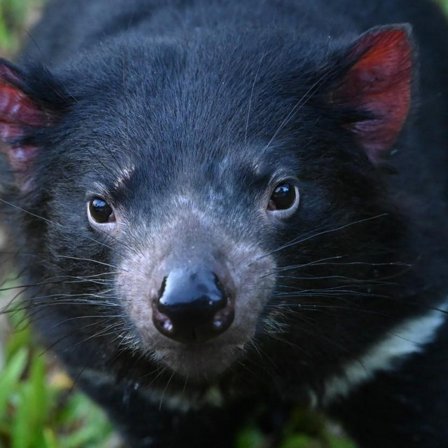Tasmanijski vrag